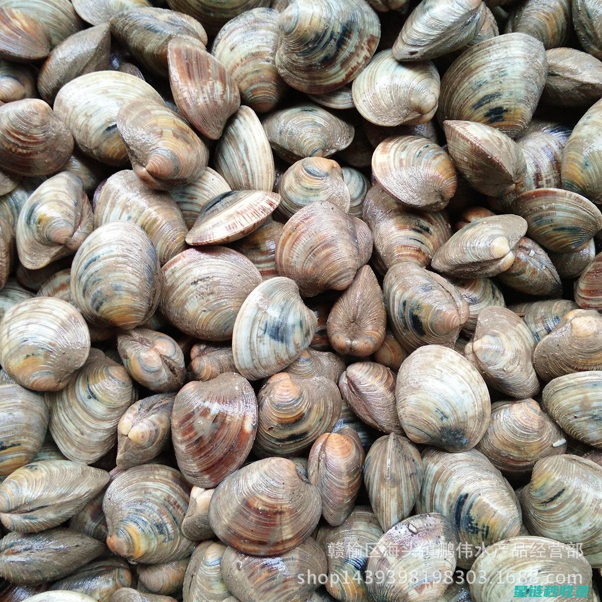贝类吐沙：探索海洋生物的奇妙行为 (贝类吐沙时,在水里放入什么会有奇效?)