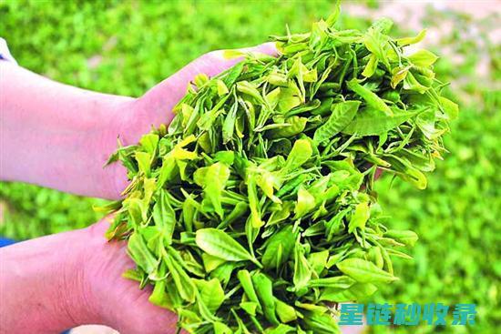 茶叶残留不再烦恼——高效清除衣物茶渍的方法指南 (茶叶残留用什么清洗)