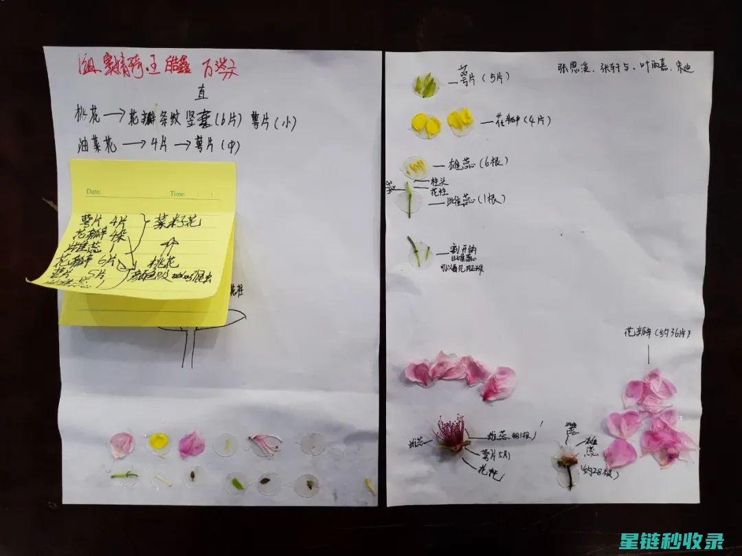 探索延长鲜花花期的创新方法与实用技巧 (延长鲜花的保鲜期 蚂蚁庄园)