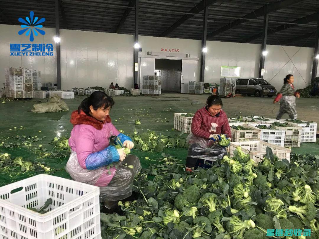 延长蔬菜保鲜期：掌握延长新鲜时间的秘诀 (延长蔬菜保鲜期的植物激素)