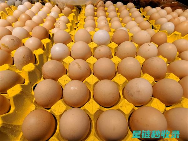 延长鸡蛋保鲜期的方法：家庭必备的保鲜秘籍 (延长鸡蛋保质期)