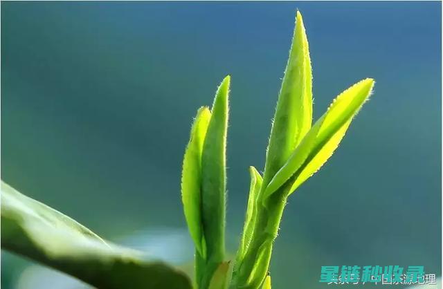 茶叶渣的环保之旅：从垃圾到可再生能源 (茶叶渣环保项目)