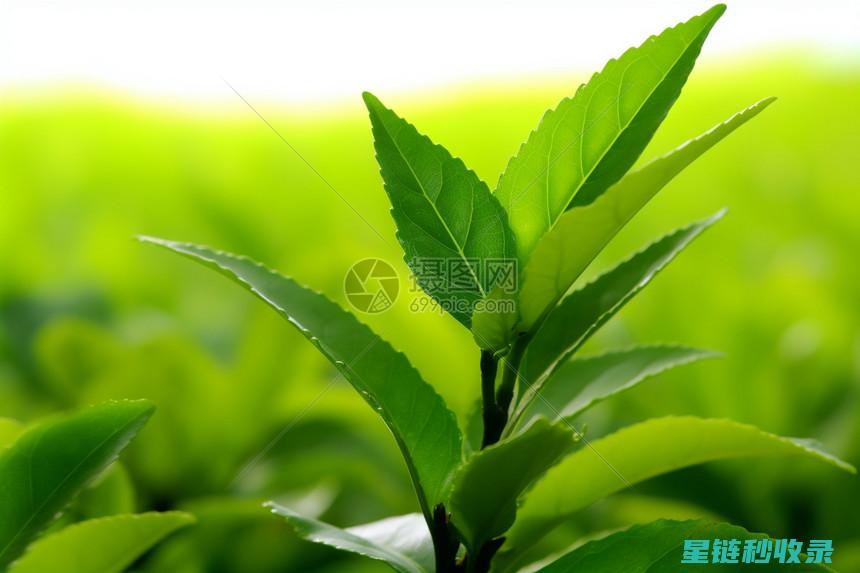 茶叶渣的多功能应用：从农业到医药的创新突破 (茶叶渣用途)