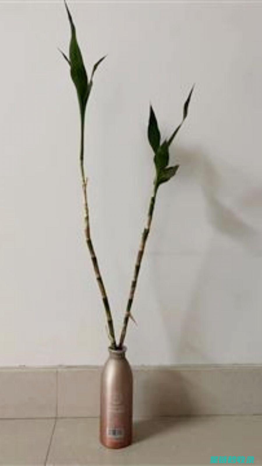花瓶清洁与保养的终极指南，让你一试成主妇 (花瓶清洁与保养方法)