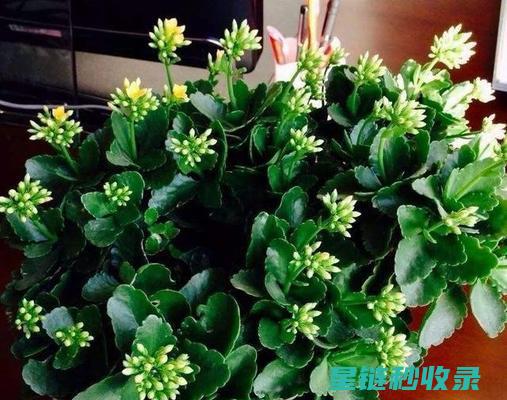 延长鲜花花期的秘诀：精心养护与科学管理 (延长鲜花花期的小妙招)