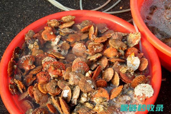 贝类吐沙：海洋生物应对环境变化的独特方式 (贝类吐沙时,在水里放入什么会有奇效?)